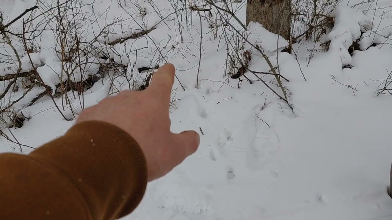 2 hours to catch a Red Fox