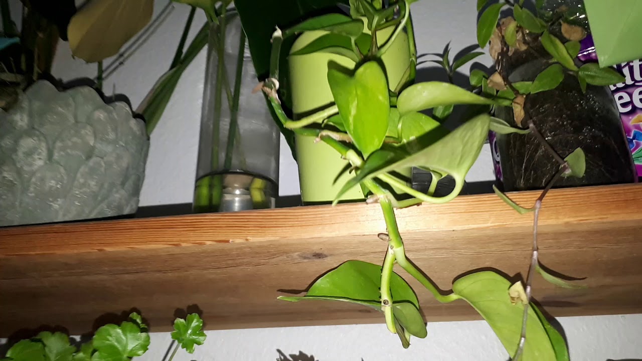 MY 100+ PLANT COLLECTION TOUR 2019! ROOM TOUR! PLANT HAUL! New Stuff (DIY) New Plants? PLANTS 2019
