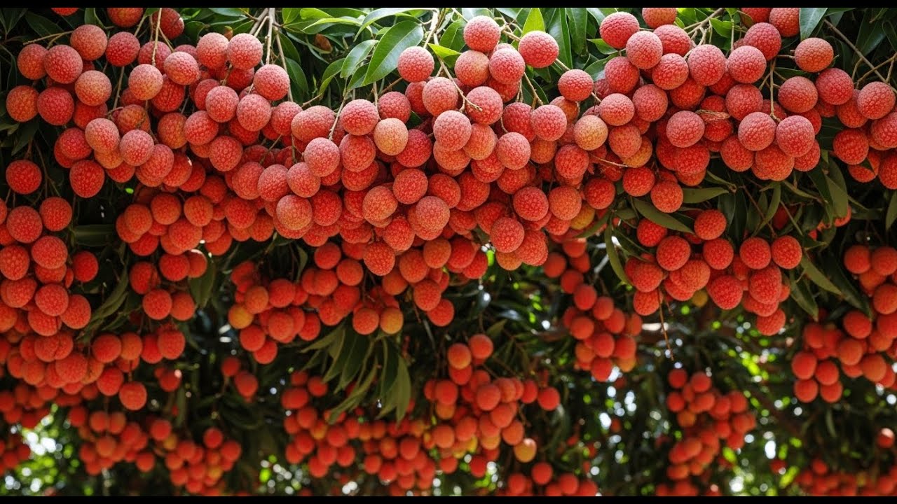 HOW GIANT LYCHEE GROW 🍒 Fujian Courtyard Timelapse → INSANE Red Harvest (ASMR)