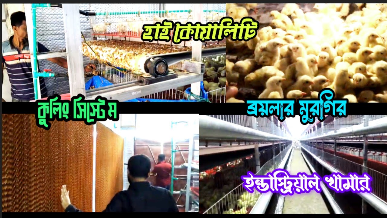 হাই কোয়ালিটি কুলিং সিস্টেম ইন্ডাস্ট্রিয়াল ব্রয়লার মুরগির খাঁচা