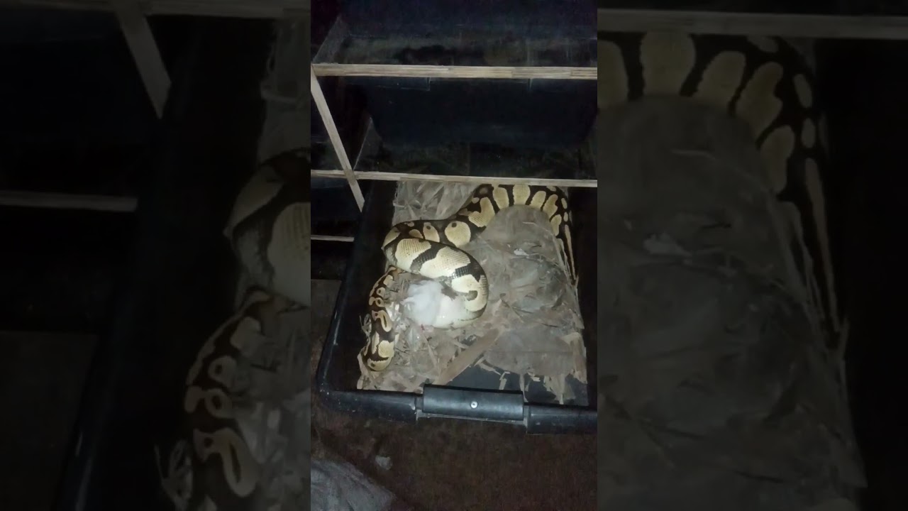ball python price range in the Philippines