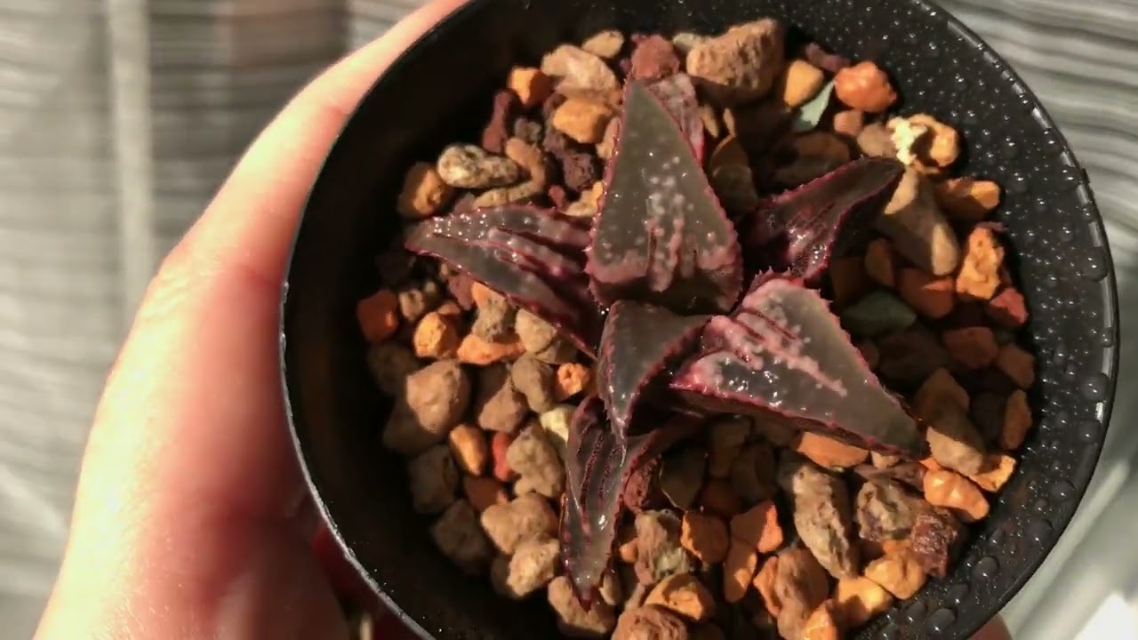 Kитайські хавортії. Адаптація