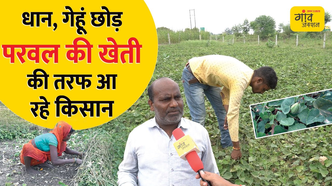 धान-गेहूं नहीं, परवल की खेती से लाखों कमा रहे किसान! | Gaon Junction LIVE