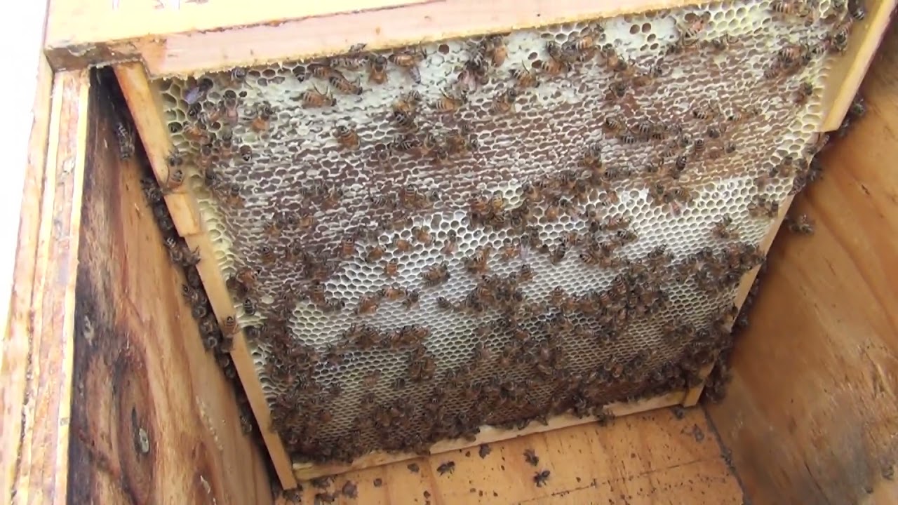 Adding Frames to the Layens Hive