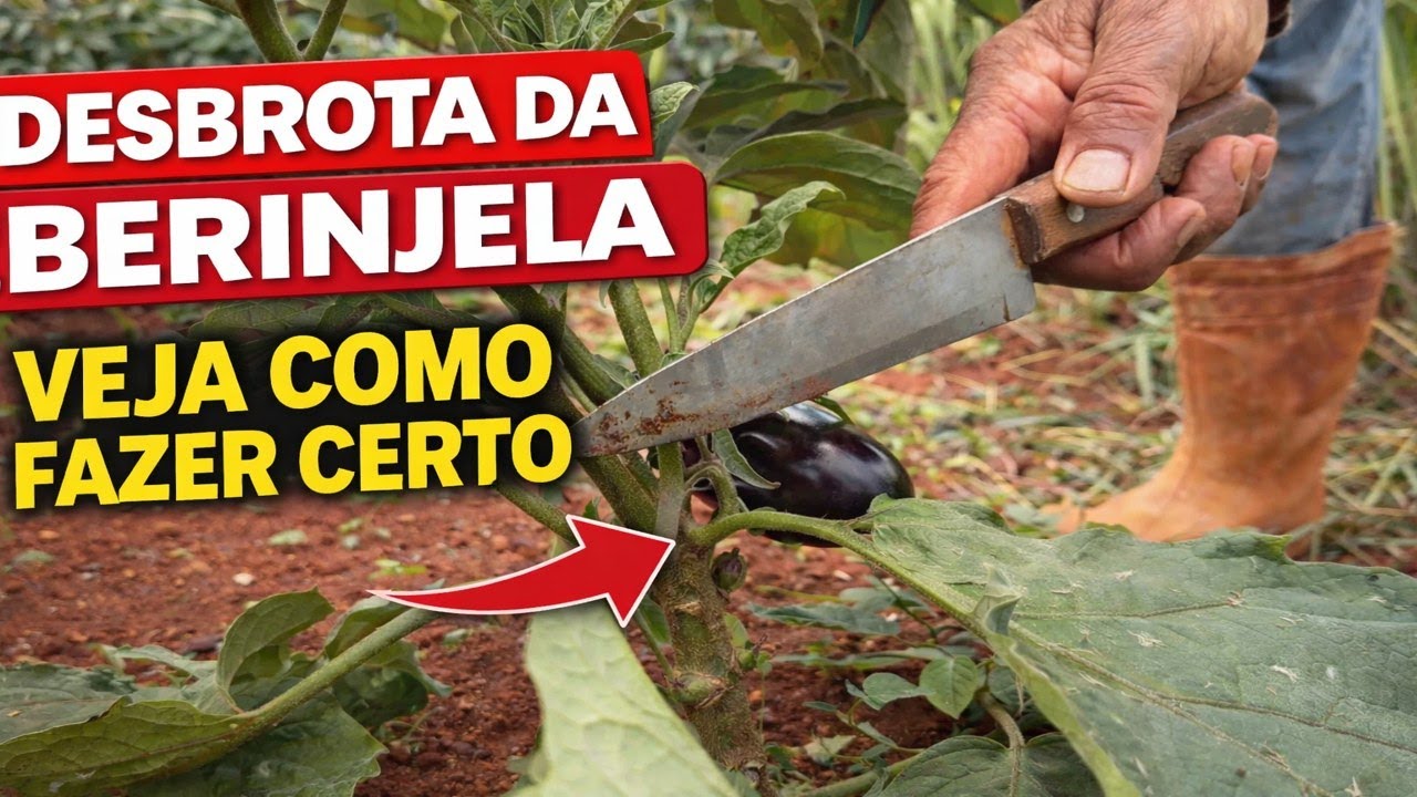 COMO É FEITA A DESBROTA NA ROÇA DE BERINJELA!