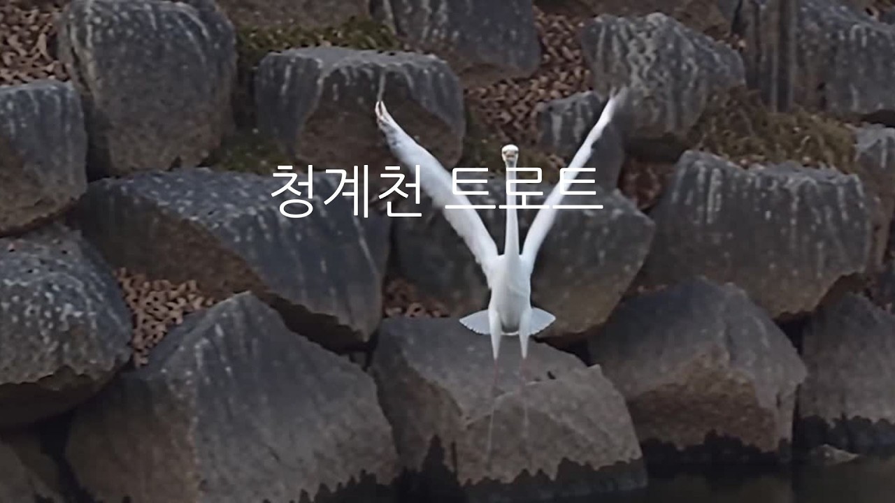 [4K] 백로야 백로야 - 청계천 물길 따라 흐르는 신명나는 트로트I (8K 포토, 4K 비디오)