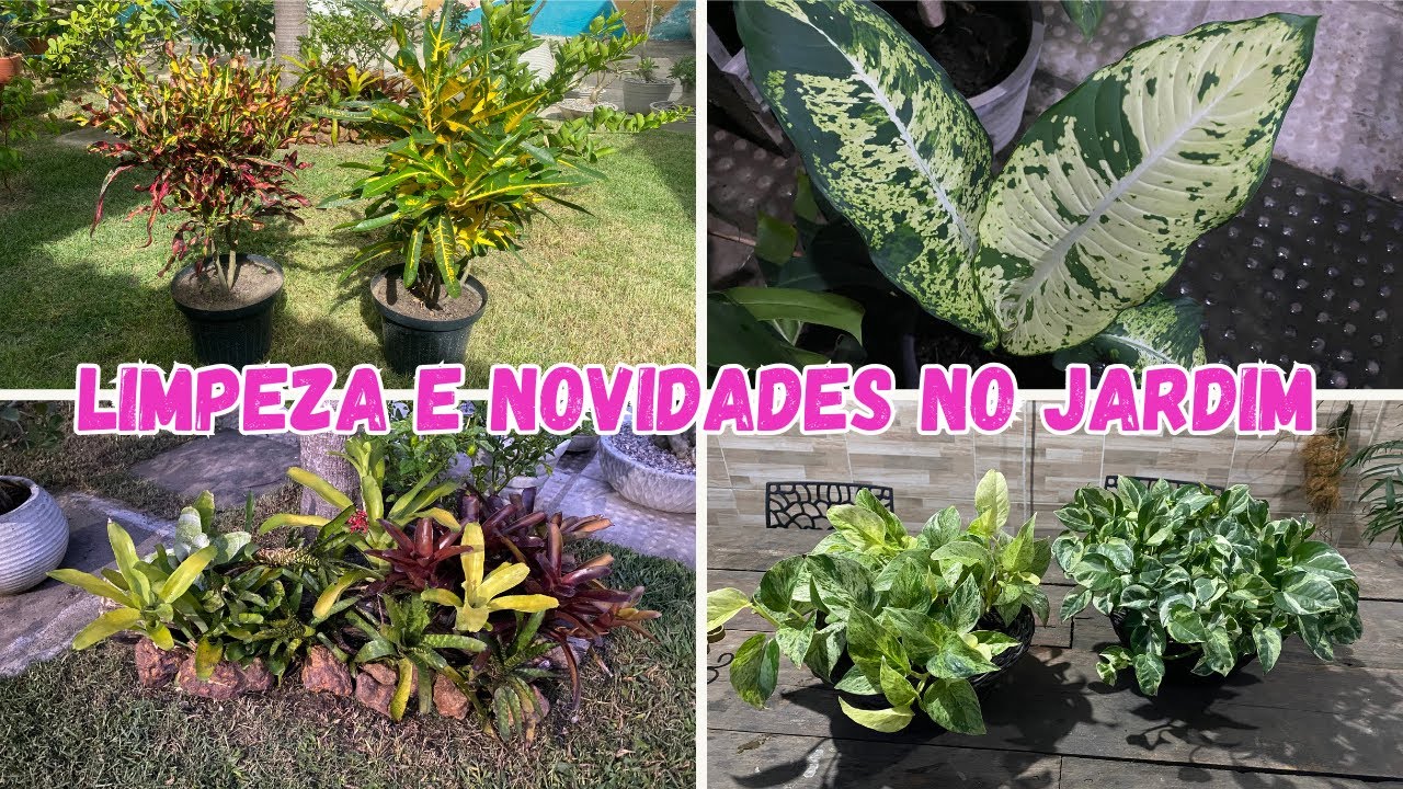 Jardim renovado 🌿 manutenção da grama, limpeza geral e plantas novas 🪴#jardimemcasa #plantas #croton
