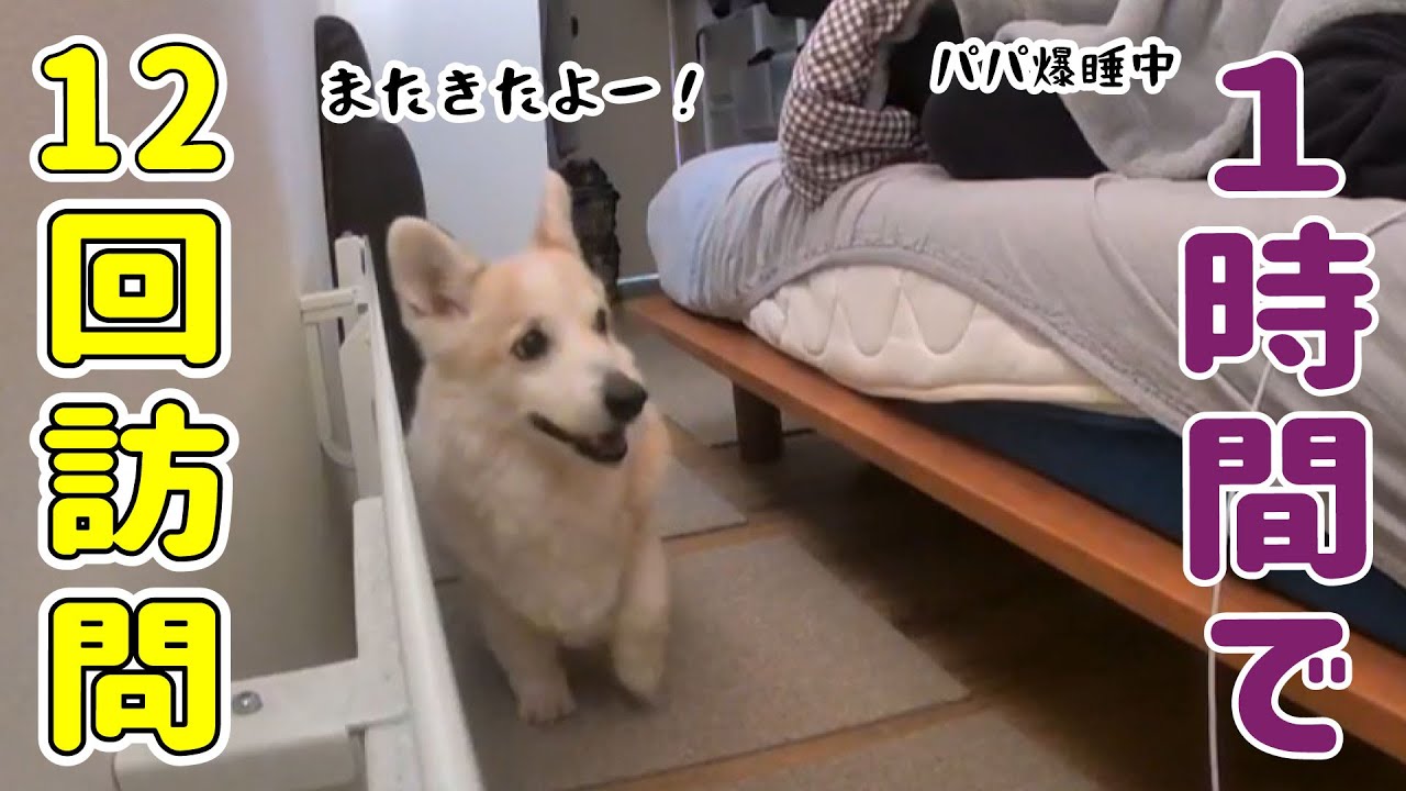寝不足飼い主 vs 昼夜逆転シニアコーギーの攻防戦【14歳コーギーの夜】