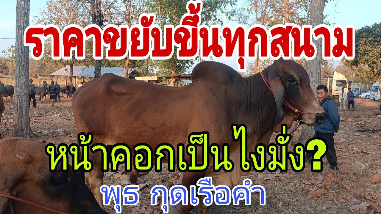 ตลาดแพงหน้าคอกถูก จริงมั้ย ราคาวัว พุธ 18 ก.พ.68 สนามกุดเรือคำ อ.วานรนิวาส จ.สกลนคร