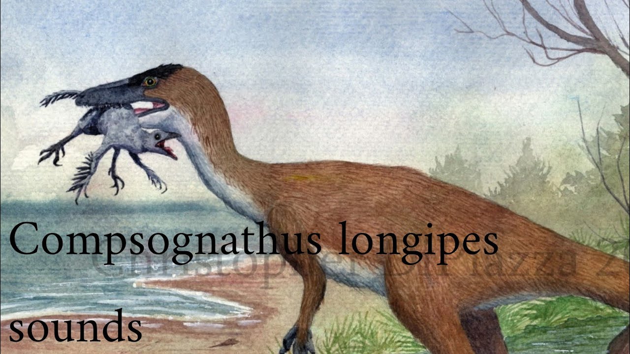 Dinosaur sound effects - Compsognathus longipes