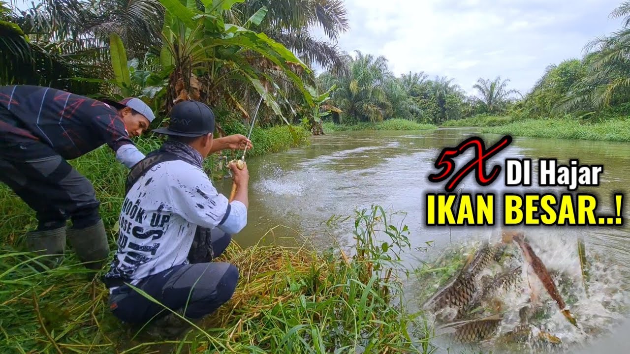 SANGAT TIDAK DI SANGKA..!! BANYAK IKAN BESAR DAN GANAS DI SUNGAI INI