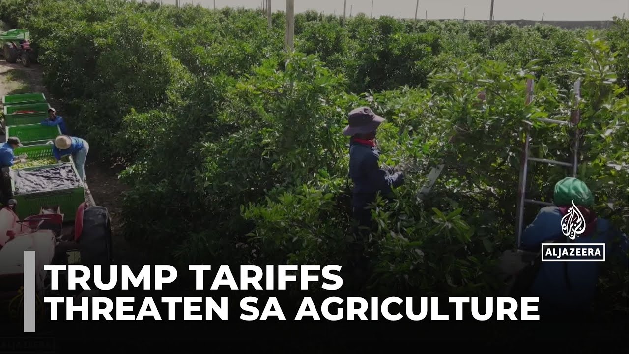 South Africa farmers: Fruit growers struggling to save jobs