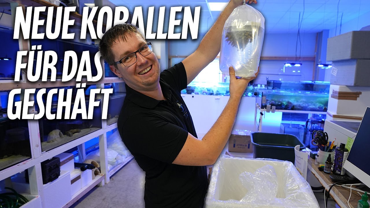 Neue Korallen für das Geschäft! - Michael packt aus *PlanktonPlus Aquaristik*