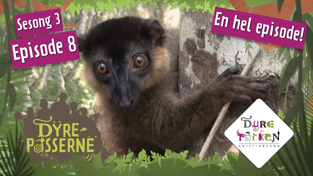 Dyrepasser Helene studerer lemurer i Madagaskar | Dyrepasserne S3E8 | Dyreparken