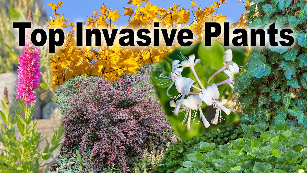 Invasive Plants – Family Plot