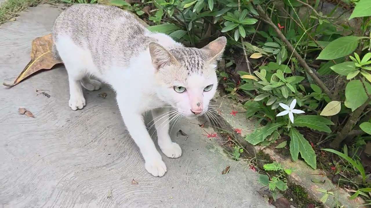 Kucing Workshop yang lama tak muncul