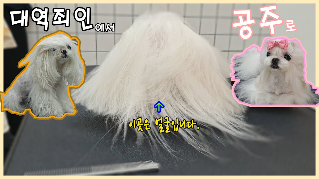대역죄인에서 공주로 / 말티즈 미용 / Maltese grooming