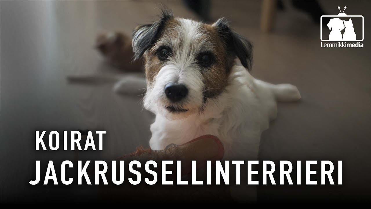 KOIRAT: Jackrussellinterrieristä perheenjäsen