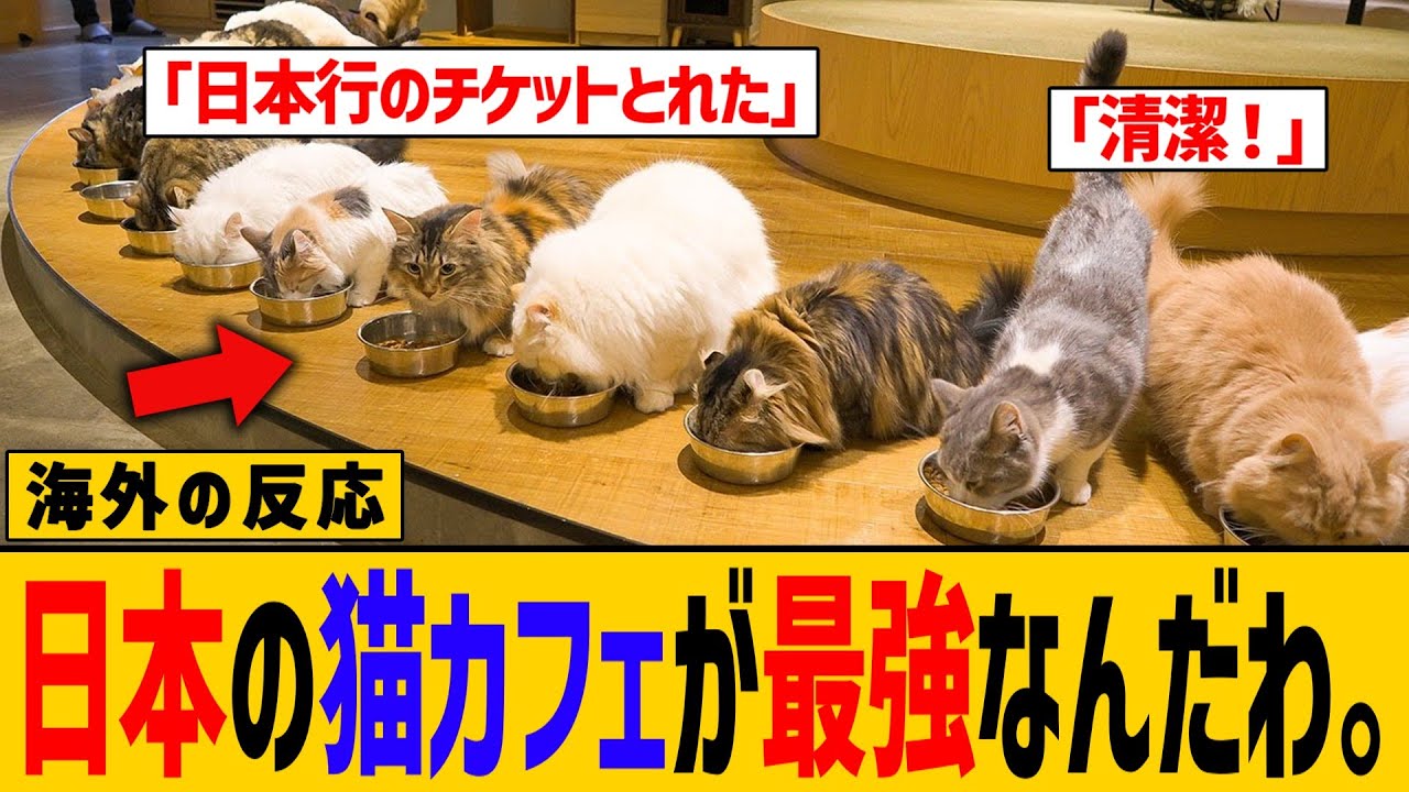 【海外の反応】他とは違う！日本の猫カフェが愛される理由