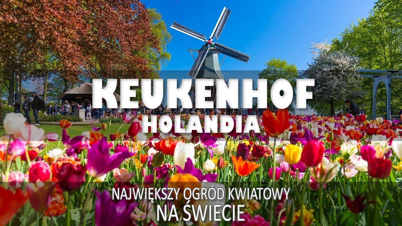 Najpiękniejszy park jaki widziałem. Keukenhof Holandia 7 milionów kwiatów w jednym miejscu...
