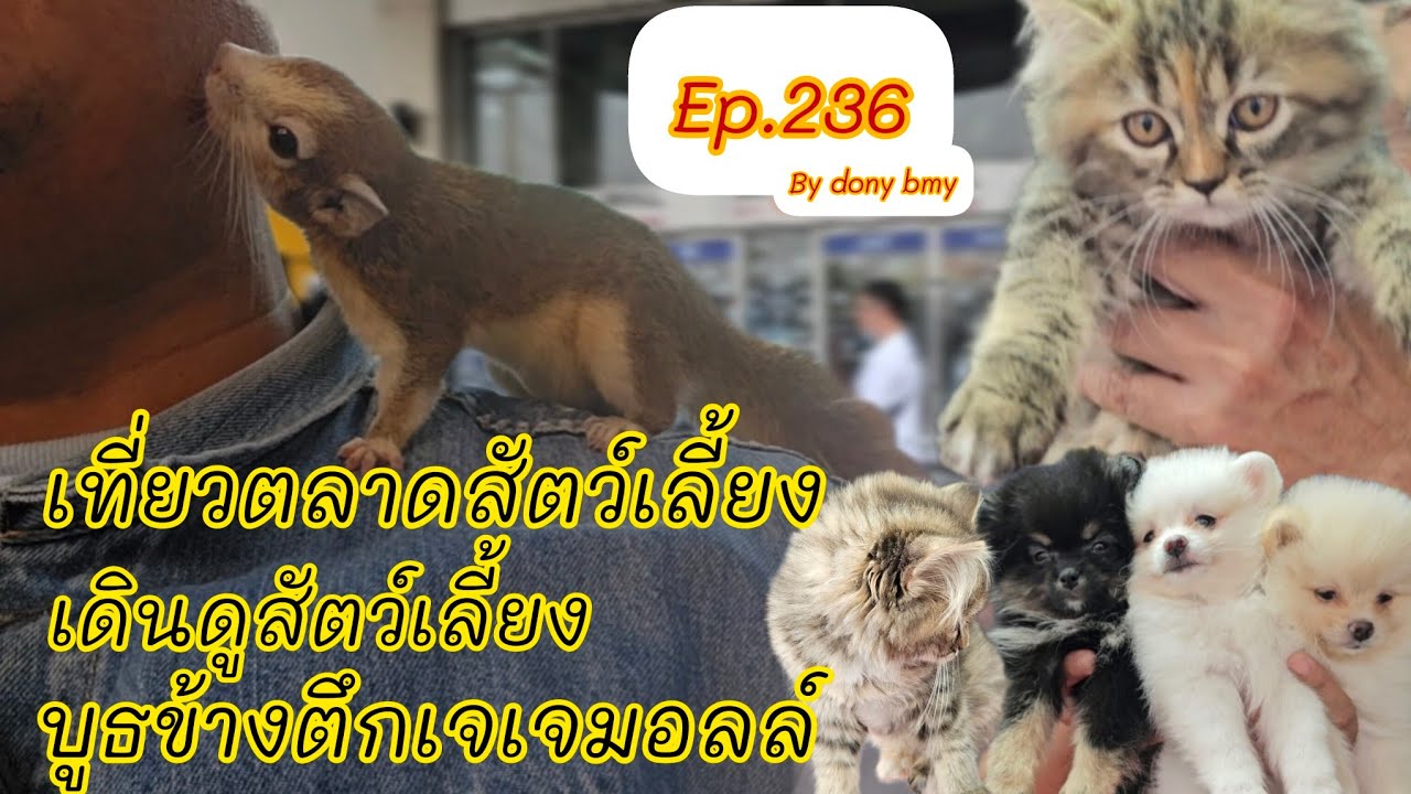 เที่ยวตลาดสัตว์เลี้ยง Ep.236 🐶🐱🐰|บูธข้างตึกเจเจมอลล์| #ตลาดจตุจักร #Chatuchakmarket #36ในมาแรง