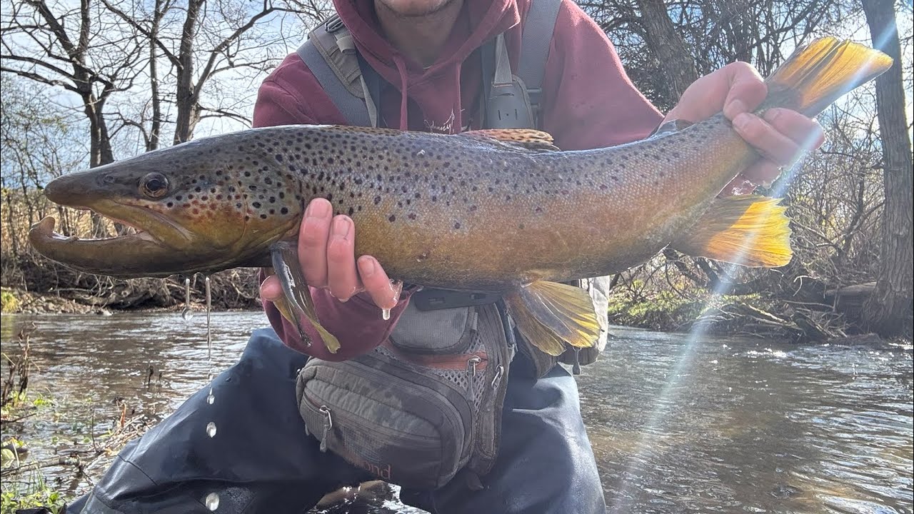Big Trout Compilation (2025)  #wildtrout #fishing 