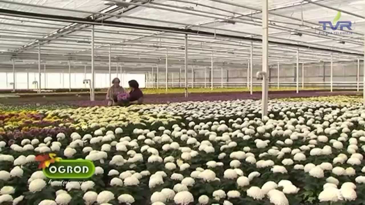 ogrod bez tajemnic ,,Chryzantemy na Święto Zmarłych''