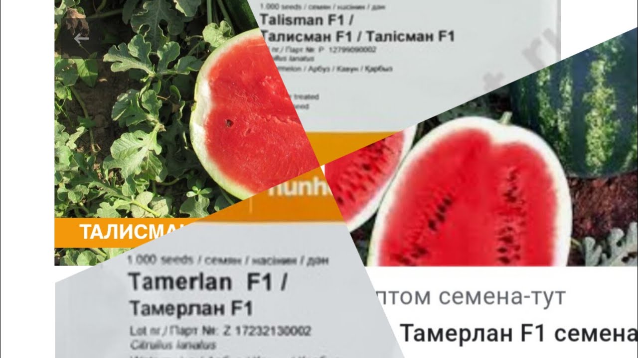 Шинондани Тарбуз бо биогумус тел 91 569 3444