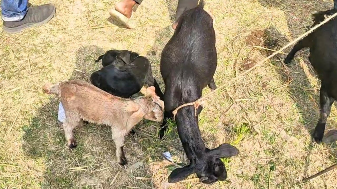 Goat Market kaitola। কাইতলা ছাগলের হাট। ১০/০১/২৬/ বাচ্চা ছাগল মা ছাগল ও খাসি ছাগলের দাম।