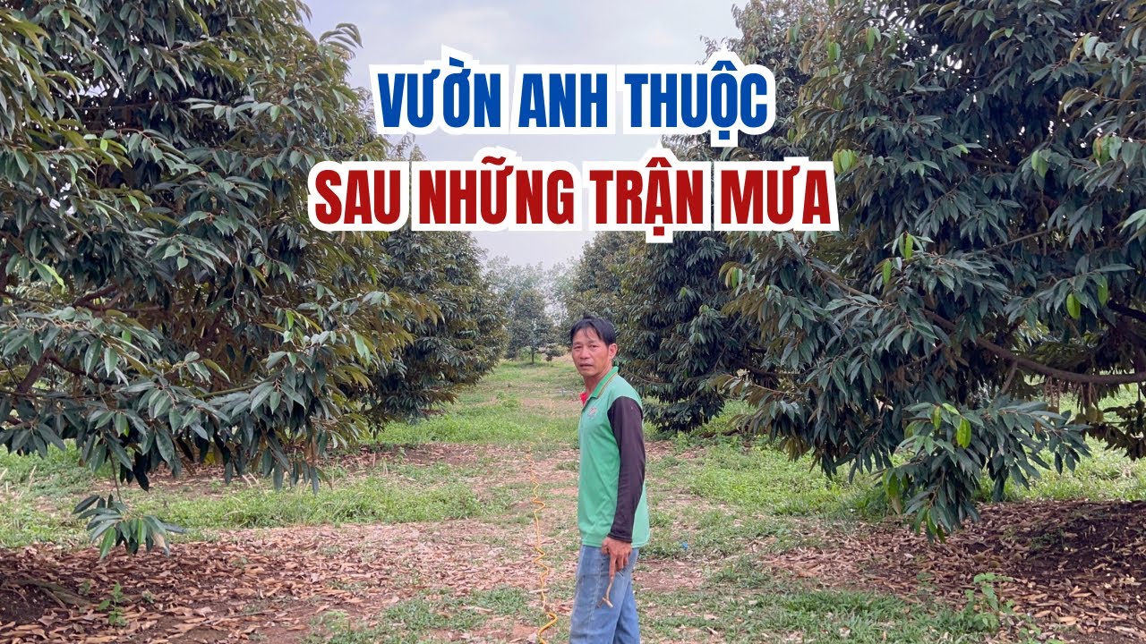 MẪU TRÁI VƯỜN ANH THUỘC - BÀU BÀNG, BÌNH DƯƠNG
