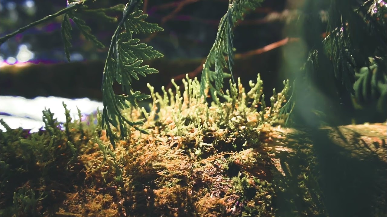 🌲 🏕️