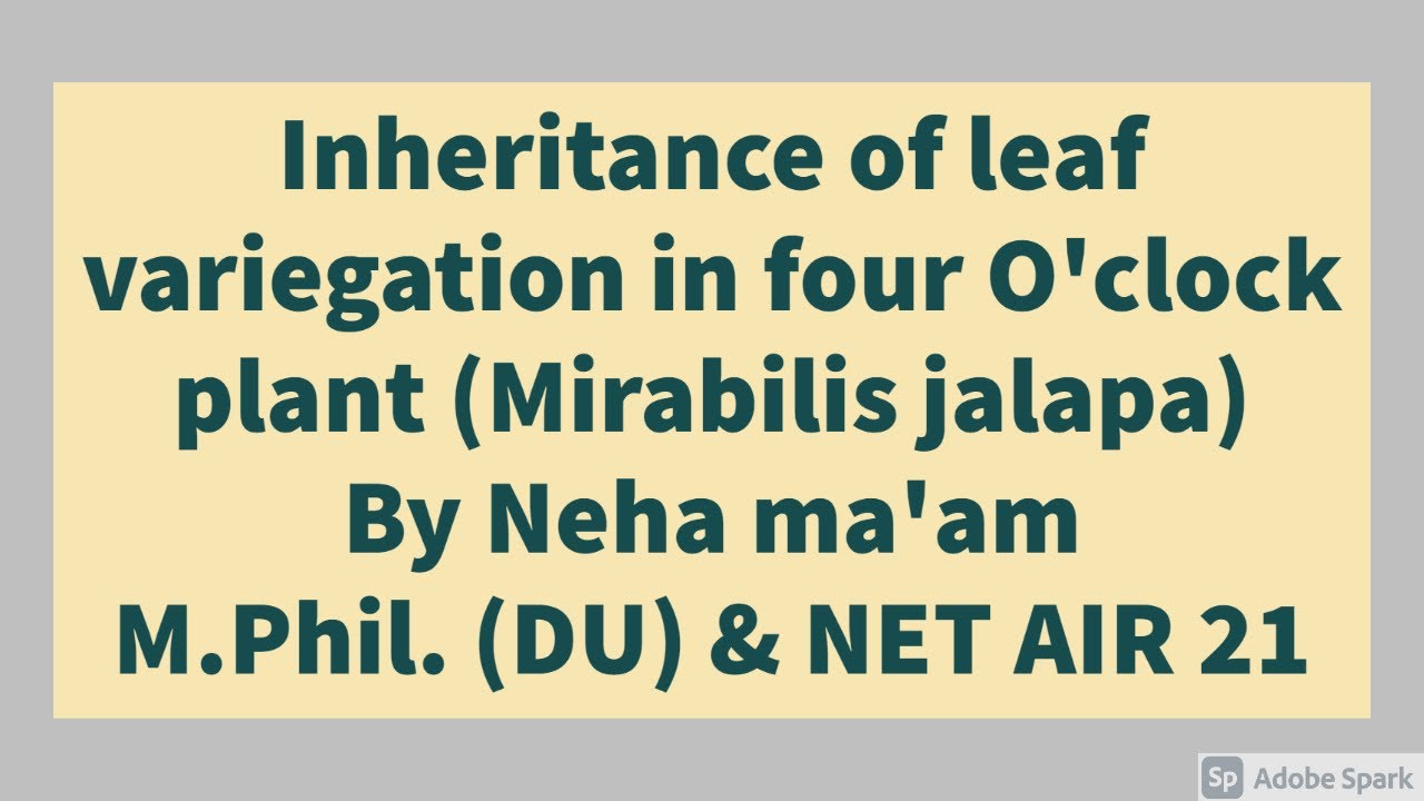 Inheritance of leaf variegation in four o'clock plant | Extranuclear inheritance | CSIR NET