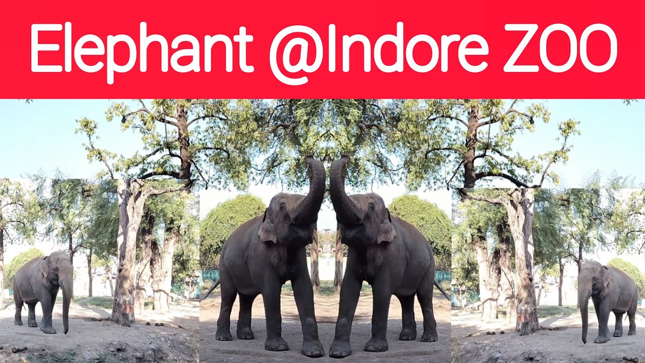 Elephant @indore zoo 