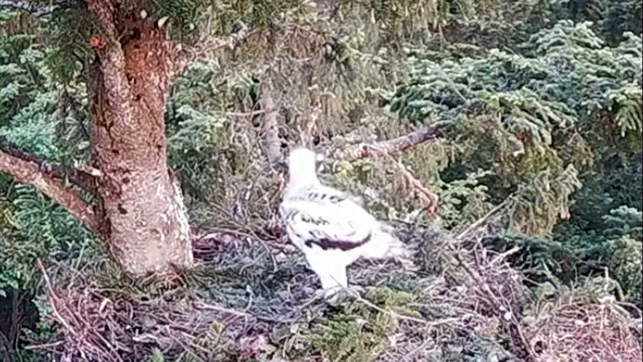 I am big Stelian Bodnari / Association Wild Bucovina