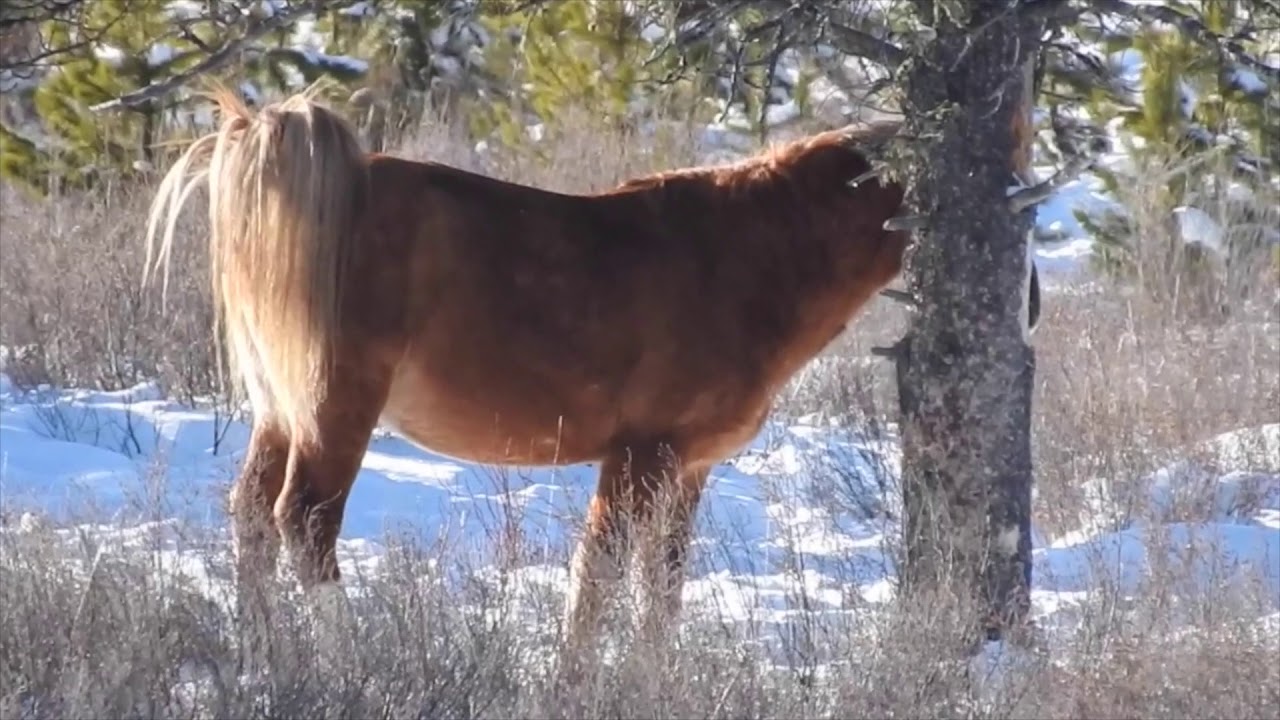Winter Wild Horses in the Alberta Foothills