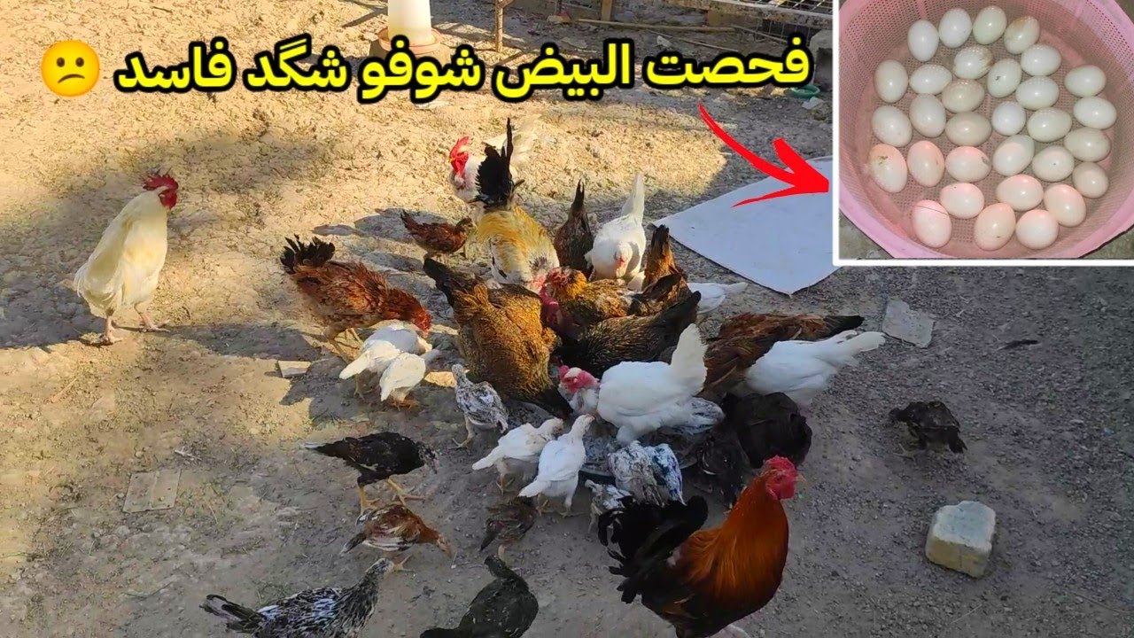 يوميات الدجاج 🐔 كركت ام هورن + فحصت بيض الدجاجات الكاركات