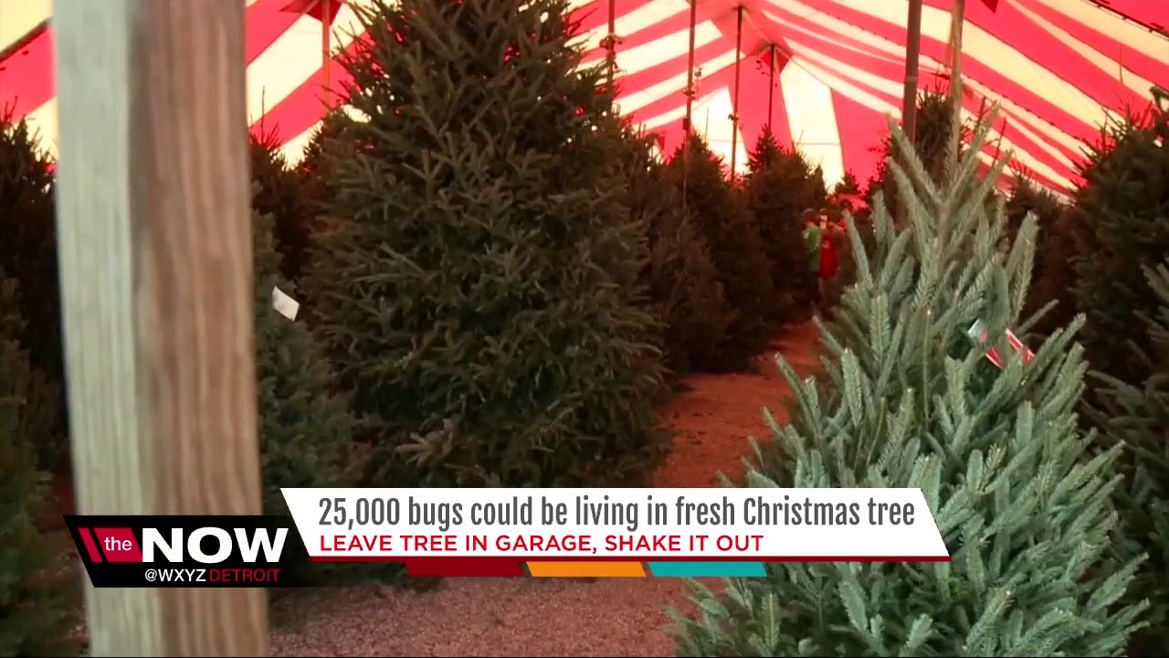 How to get rid of the of bugs in your real Christmas tree