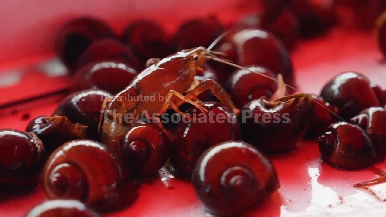 Giant snails stifle production on Louisiana crawfish farms