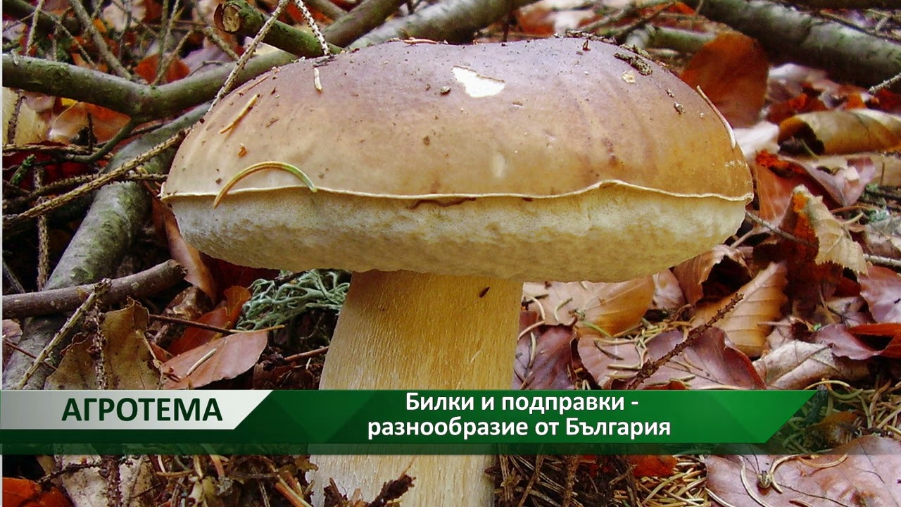 Агротема: Билки и подправки - разнообразие от България