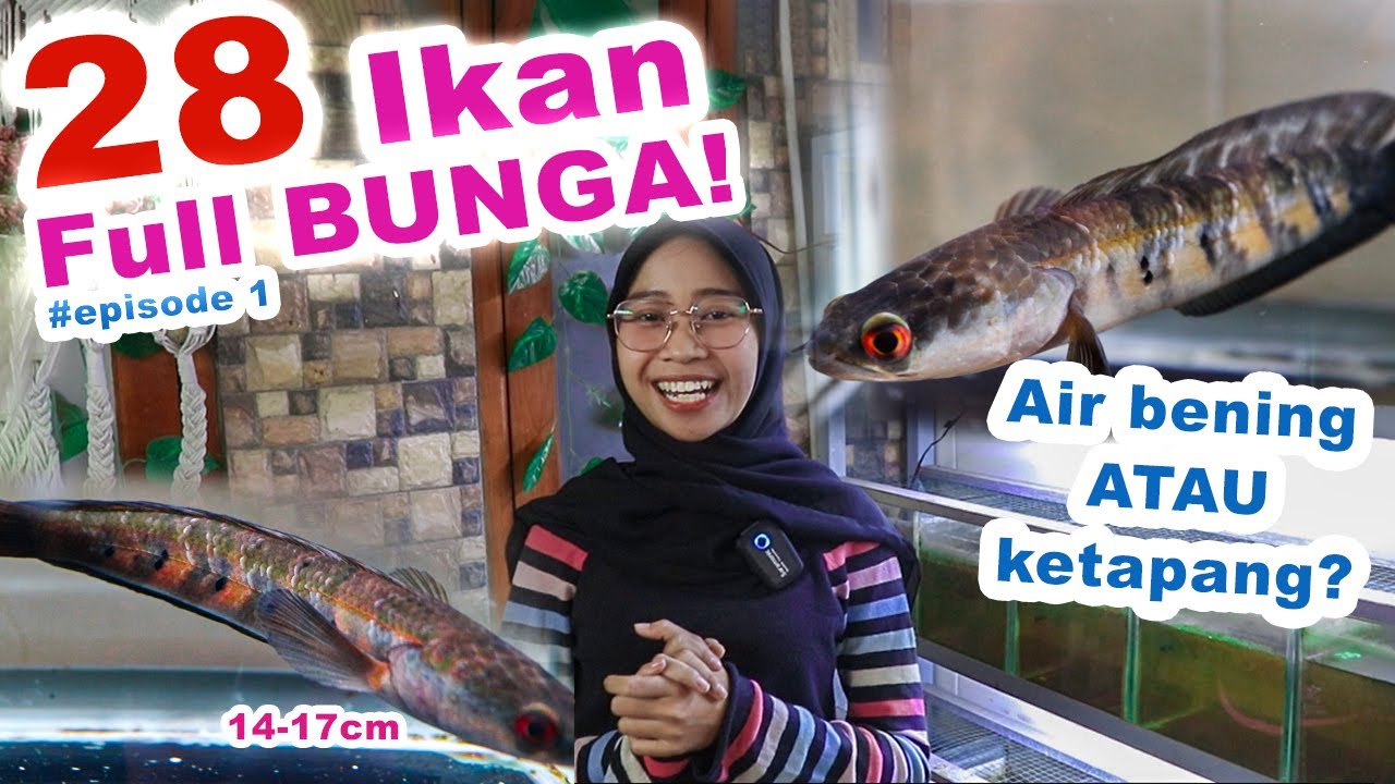 Progress Channa Red Maru 14-17cm FULL BUNGA?! Buka-bukaan!