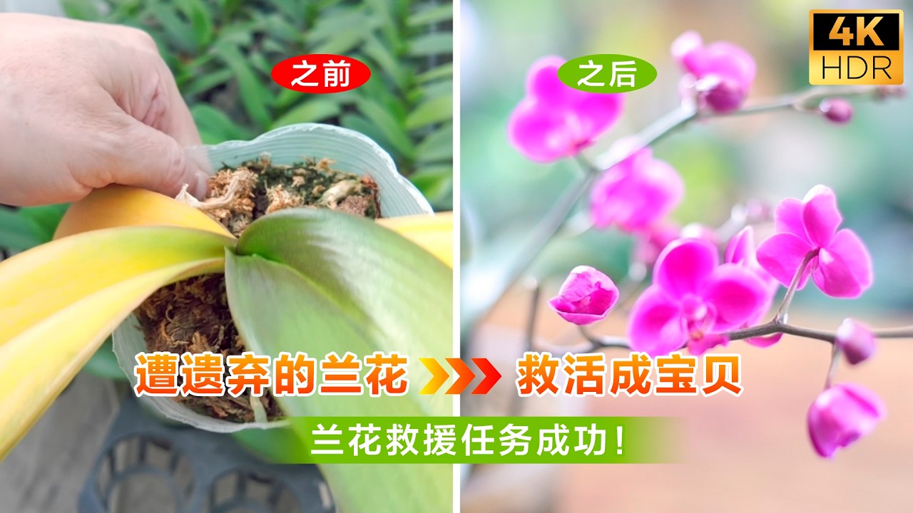 这些兰花本来要被扔掉……直到我出手相救！
