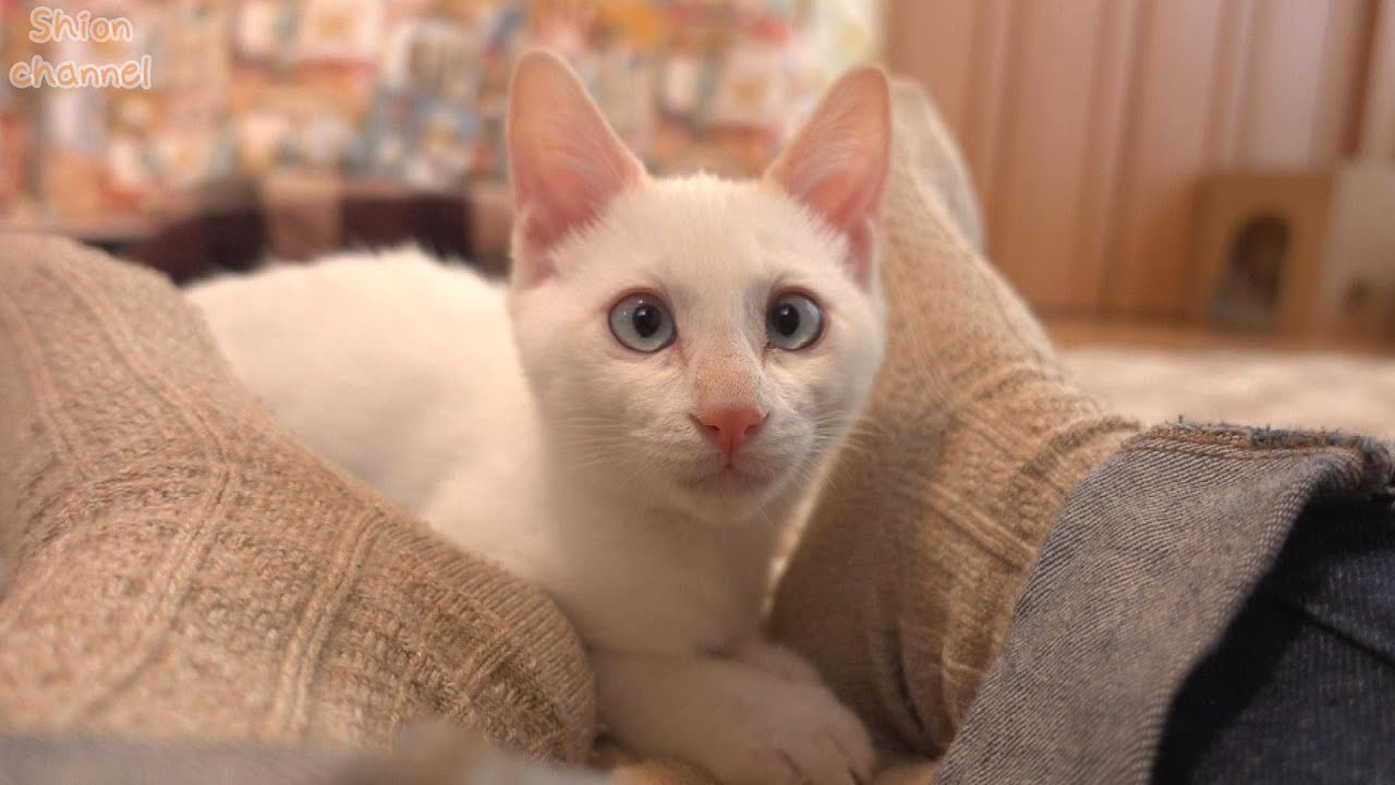お別れの朝…睡蓮コンビは里親様のもとへ出発しました