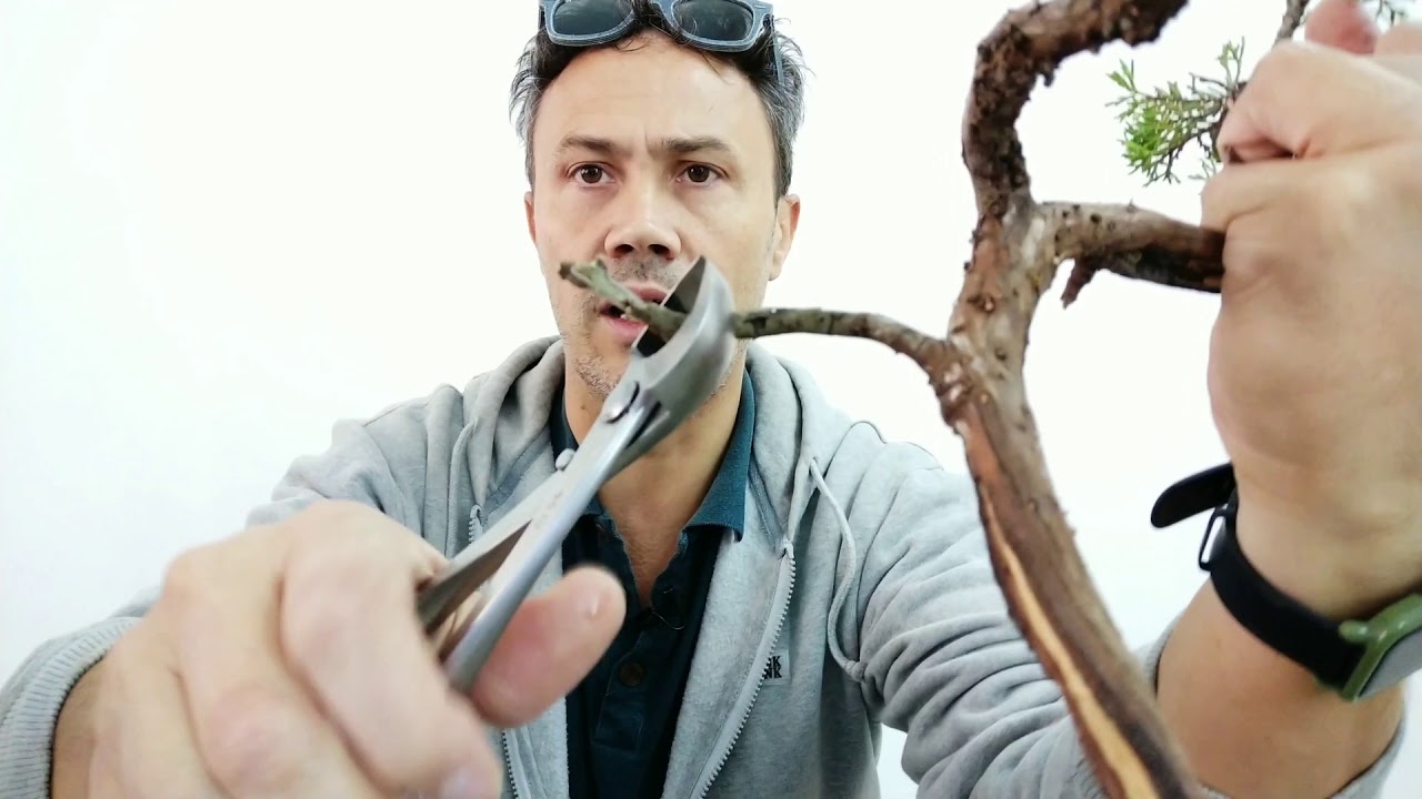 Attrezzi per bonsai dalla Cina