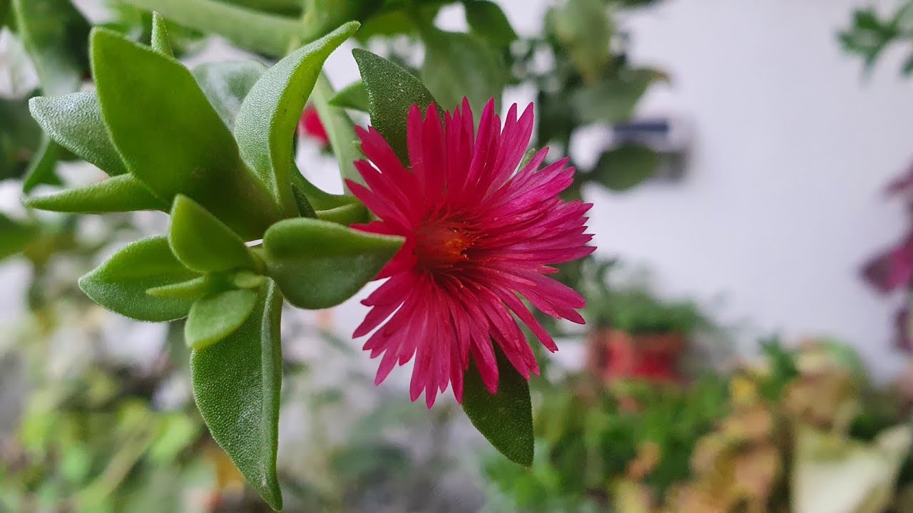 Baby Sun Rose Summer Care & Propagation for best results