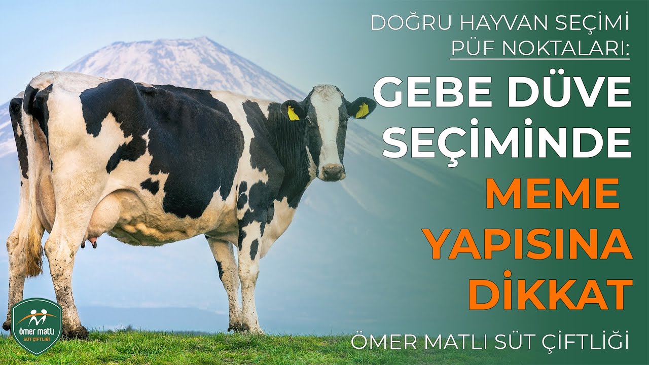 Gebe Düve Seçiminde Meme Yapısına Dikkat!