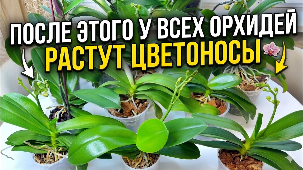 МНОГО цветоносов на орхидеях! Моя схема ухода и удобрения