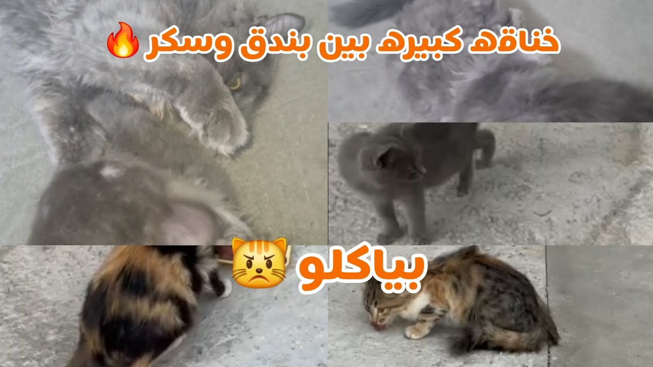 اتفرجوا ع حرب نار سكر$بندق 🔥 وقضينا يوم حلو عند عفاف🤭