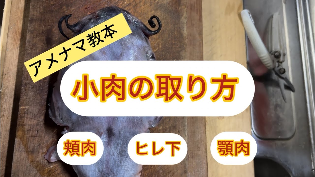 【アメナマ教本】捨てたら損！アメリカナマズの「小肉」を取るプロの技｜実はここが一番旨い希少部位