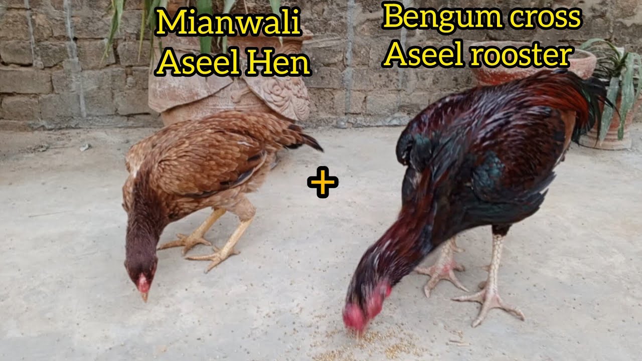 Mianwali aseel hen + bengum cross aseel rooster breeding | Aseel breeding 
