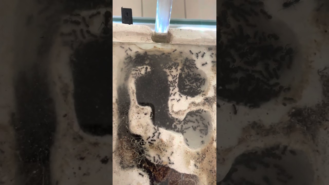 SUIVIE D'ELEVAGE  DE MES FOURMIS